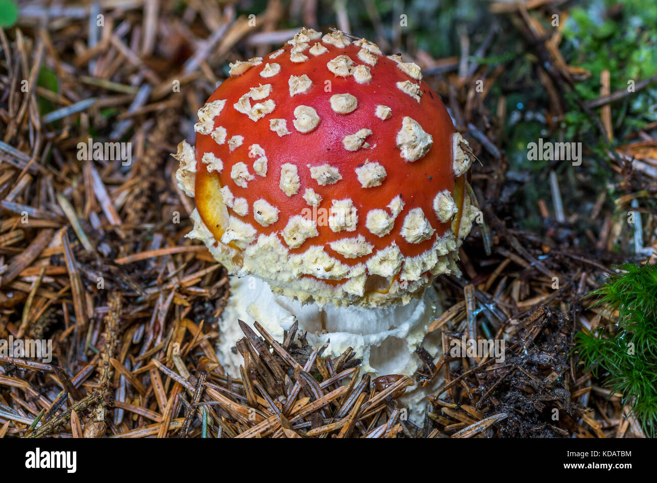 Amanita Muscari or commonly known as Fly Agaric. Stock Photo