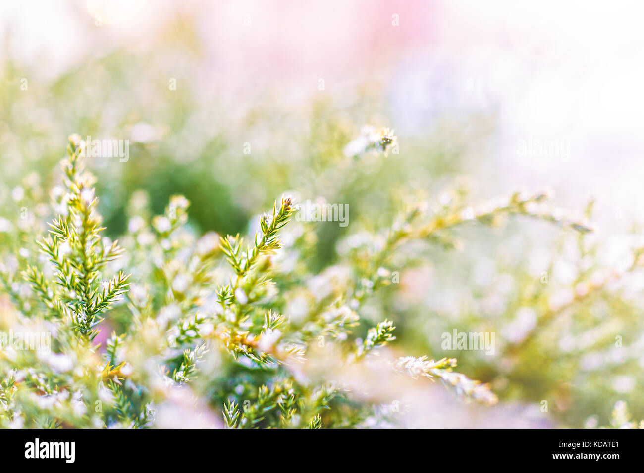 Snow flakes on juniper tree macro closeup with bright soft golden and pink sunlight Stock Photo