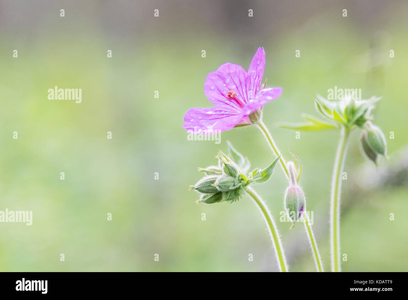 Wild hardy pink geranium blooming in forest Stock Photo