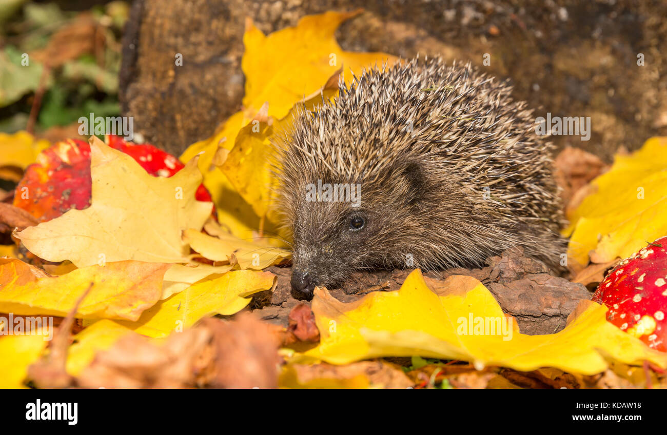 Hedgehog, (Erinaceus europaeus) Wild, European Hedgehog in Autumn with Red Toadstools and bright yellow leaves.  Facing left. Landscape. Stock Photo