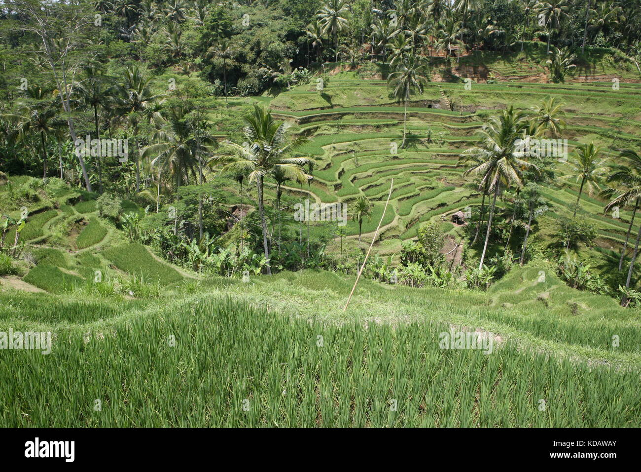 Tegalalang-Reisterrassen nahe Ubud - Tegalalang Rice Terrace Bali Stock Photo