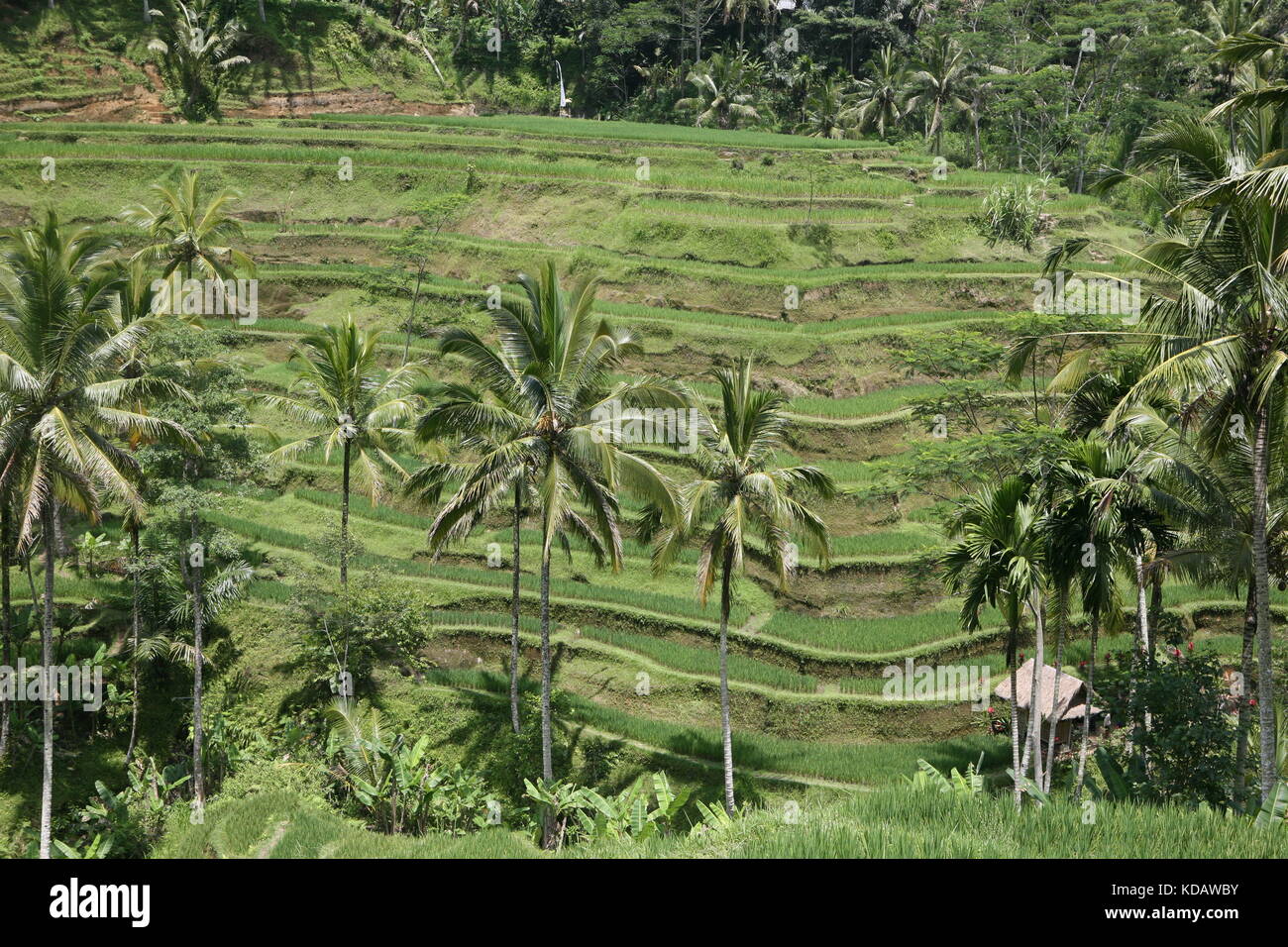 Tegalalang-Reisterrassen nahe Ubud - Tegalalang Rice Terrace Bali Stock Photo