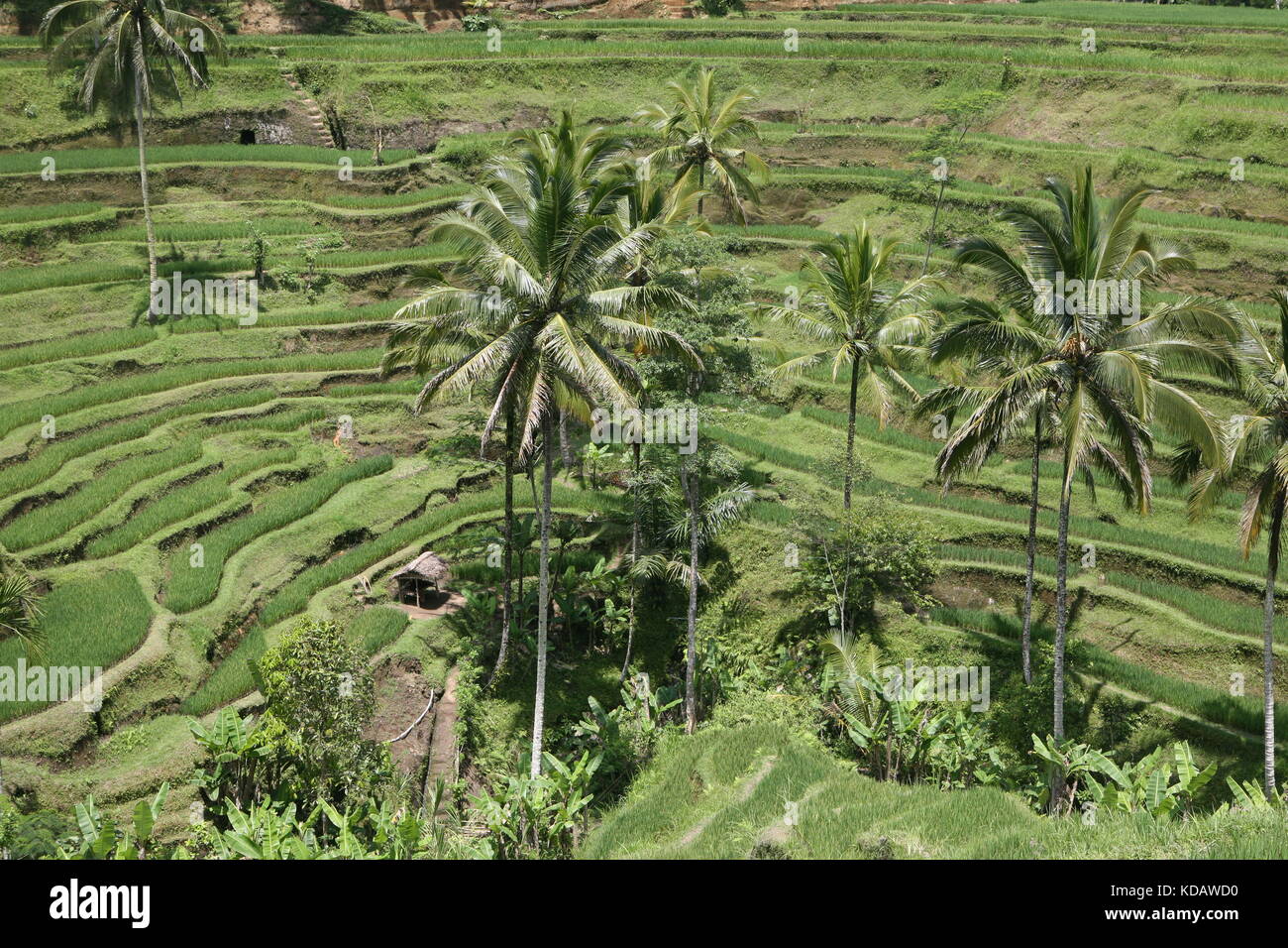 Tegalalang-Reisterrassen nahe Ubud - Tegalalang Rice Terrace Bali Stock Photo