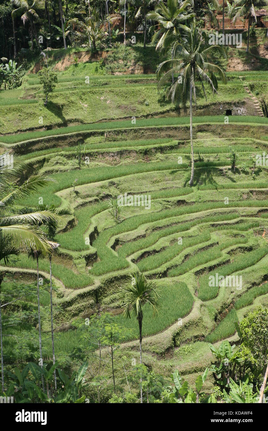 Tegalalang-Reisterrassen nahe Ubud - Tegalalang Rice Terrace Bali Stock Photo