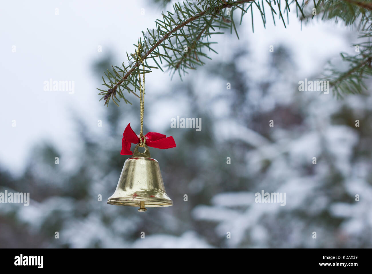 Gold bell with red ribbon on an evergreen tree branch outdoors on a snowy day Stock Photo