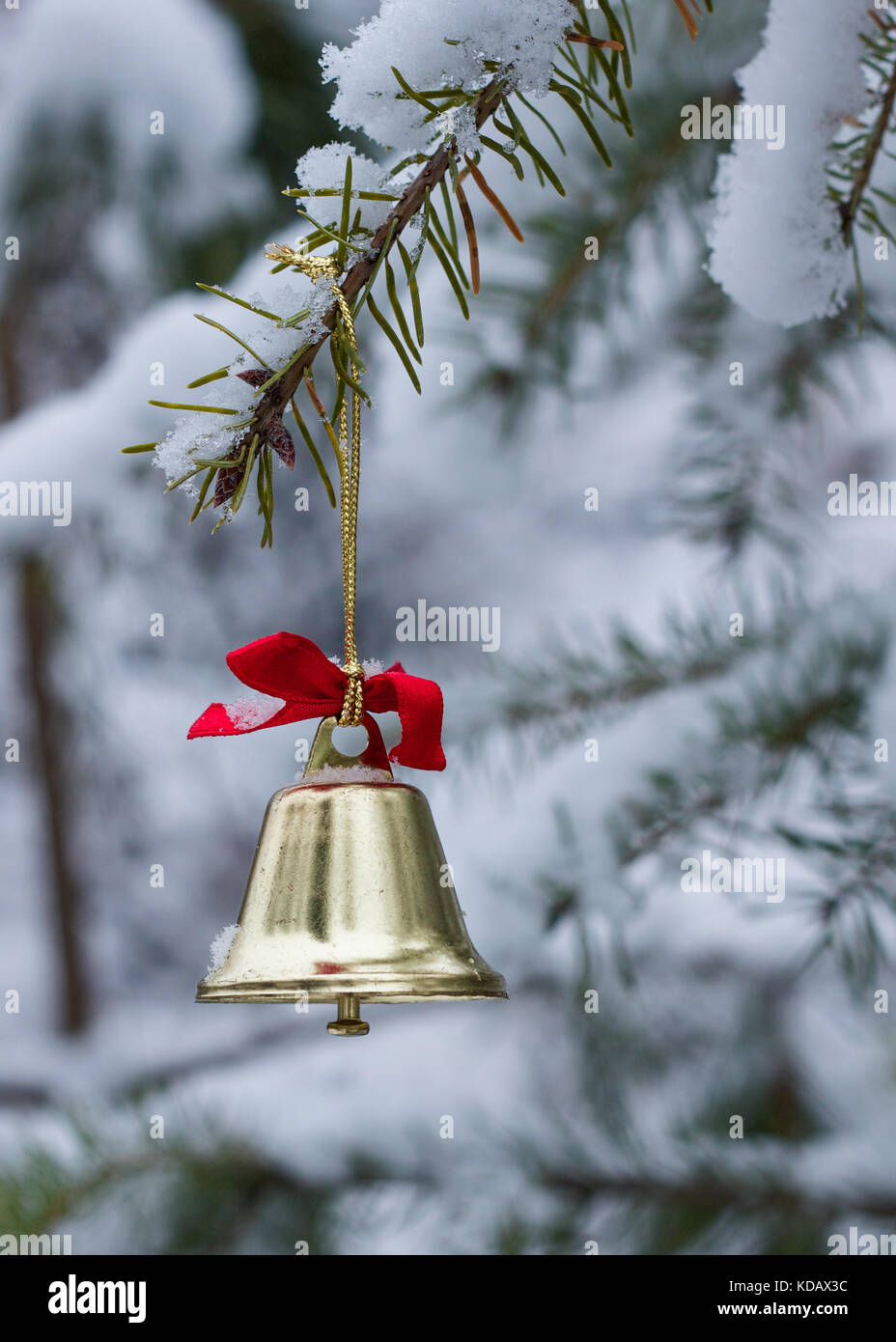 Gold bell with red ribbon on an evergreen tree branch outdoors on a snowy day Stock Photo
