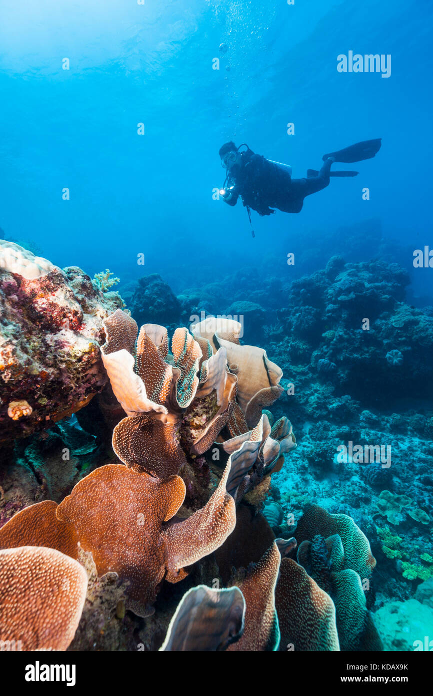 Diver exploring the coral formations of Agincourt Reef, Great Barrier Reef Marine Park, Port Douglas, Queensland, Australia Stock Photo