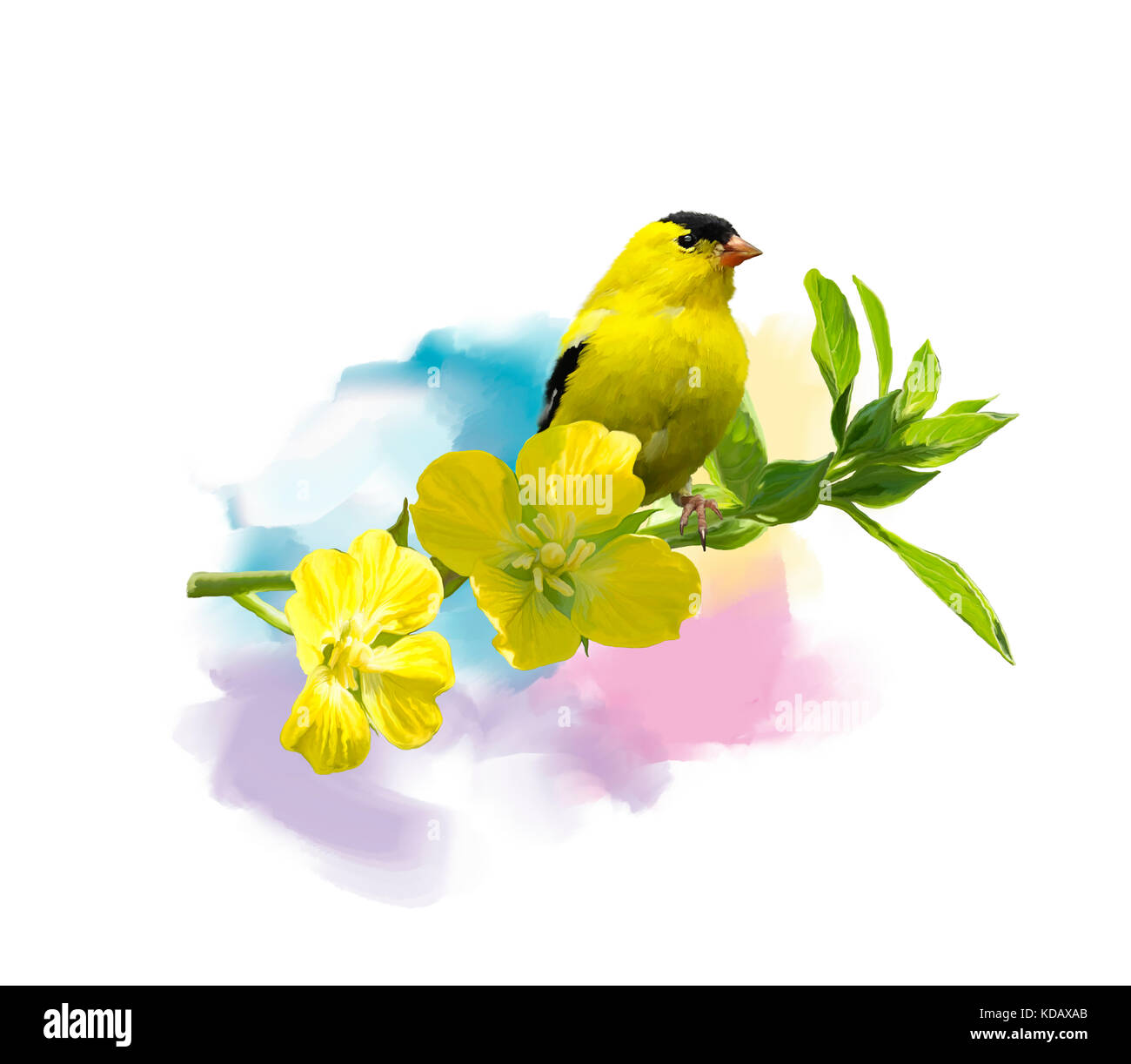 Digital Painting of  American Goldfinch with the yellow flowers Stock Photo