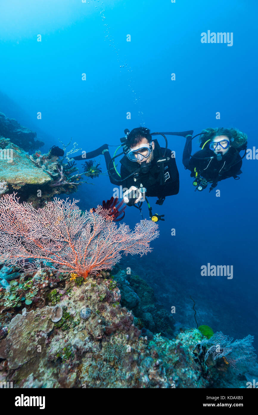 Divers looking at colourfal sea fans at St Crispins Reef, Great Barrier Reef Marine Park, Port Douglas, Queensland, Australia Stock Photo