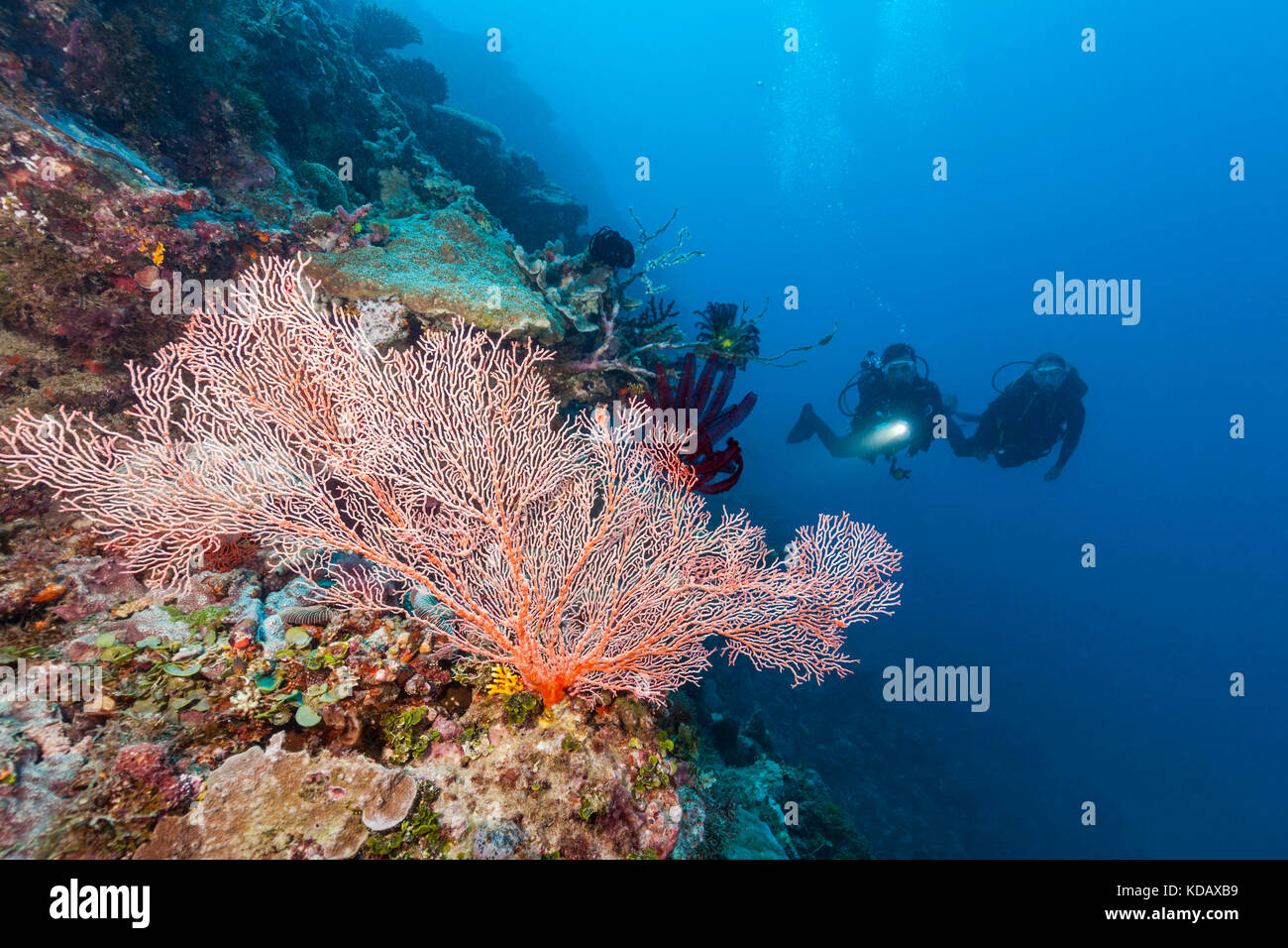 Divers looking at colourfal sea fans at St Crispins Reef, Great Barrier Reef Marine Park, Port Douglas, Queensland, Australia Stock Photo