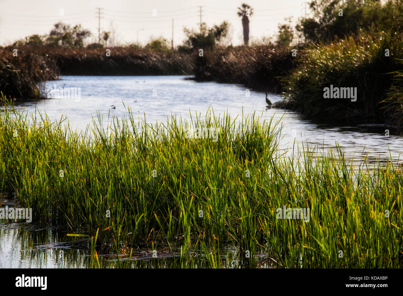 Ballona Wetlands Ecological Reserve, Playa Vista, Los Angeles, California, USA Stock Photo