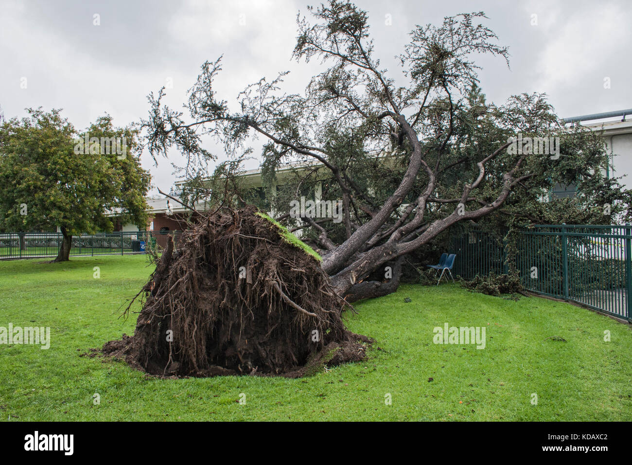 Tree felled by heavy winds in front of Farragut Elementary School, Culver City, Los Angeles, California, USA Stock Photo