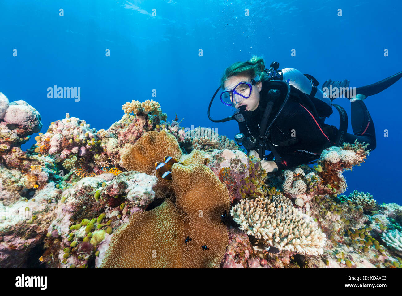 Female diver looking at anemonefish at St Crispin Reef, Great Barrier Reef Marine Park, Port Douglas, Queensland, Australia Stock Photo