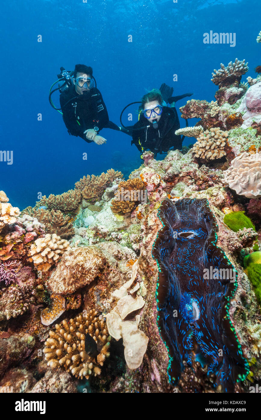 Divers looking at a giant clam and coral formations at St Crispin Reef, Great Barrier Reef Marine Park, Port Douglas, Queensland, Australia Stock Photo