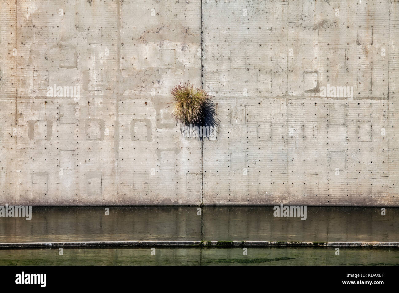 Plant growing out of wall along Los Angeles River, Downtown Los Angeles, California, USA Stock