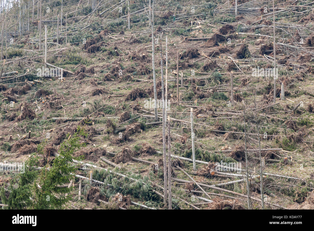 The broken trees after powerful hurricane - Poland Stock Photo - Alamy