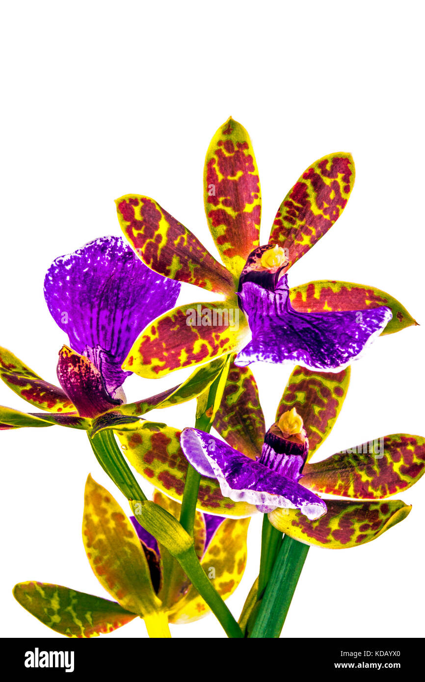 Close up isolated section of potted and staked purple yellow and red oncidium orchid and green leaves on white background Stock Photo