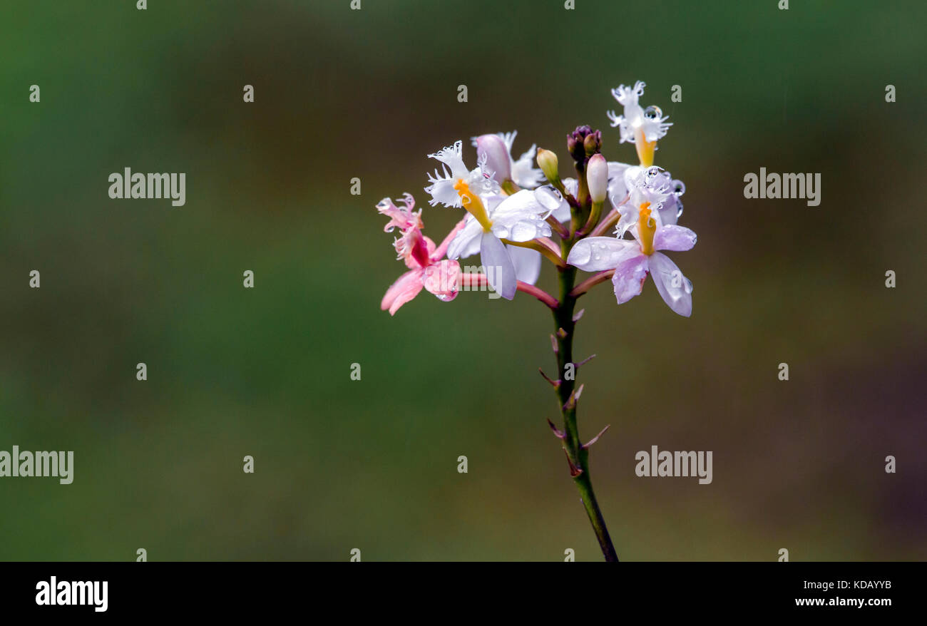 Pink and white epidendrum orchid and stem on blurred garden background Stock Photo