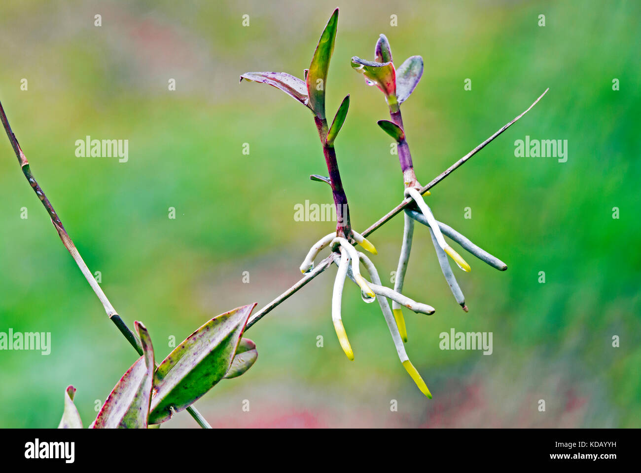 Epidendrum orchid plabt leaves and stems with new shoots on blurred garden background Stock Photo