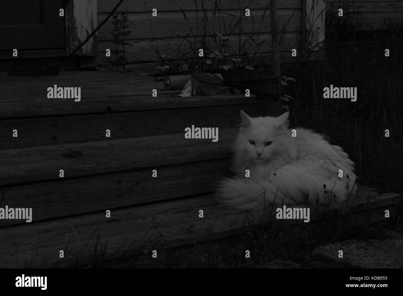 White cat sitting on the stairs Stock Photo - Alamy