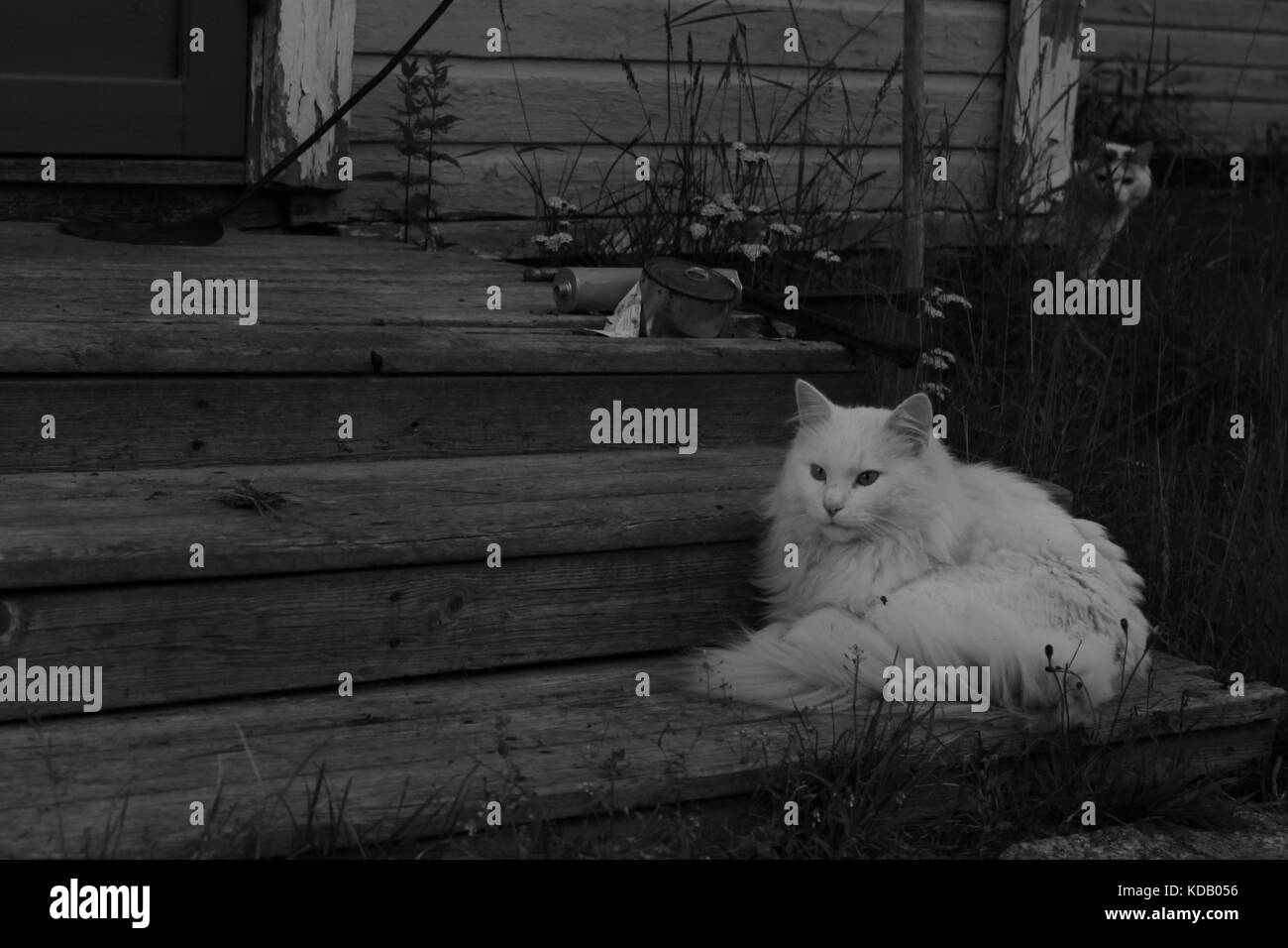 White cat sitting on the stairs Stock Photo - Alamy