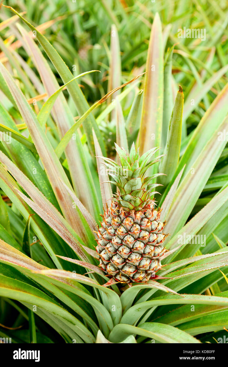 Growing pineapple on a parent plant Stock Photo