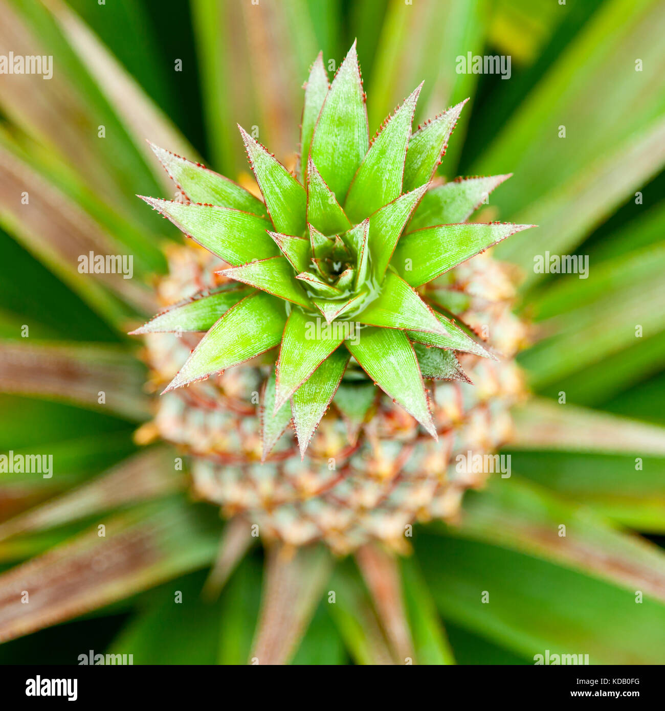 Pineapple Bush High Resolution Stock Photography and Images - Alamy