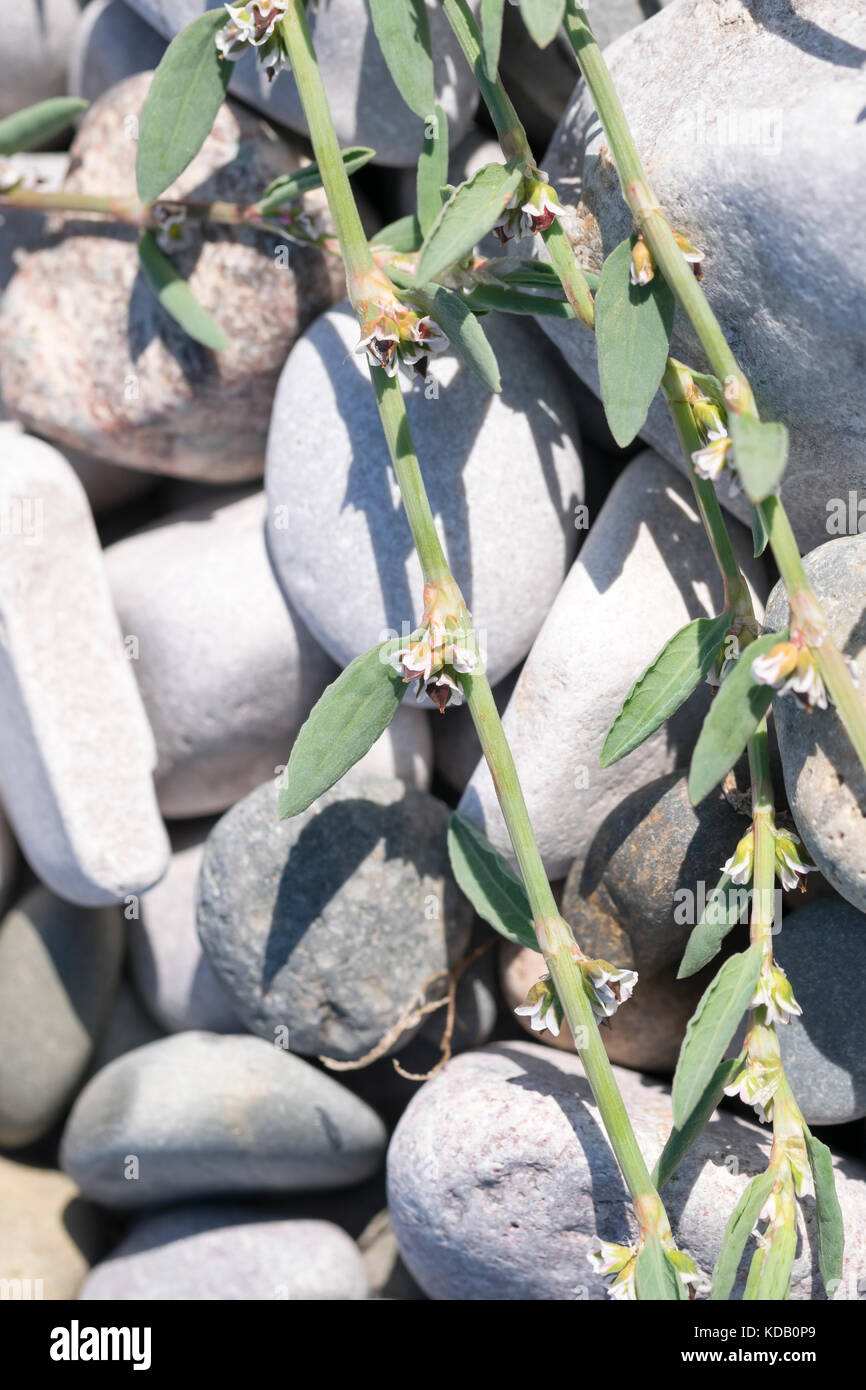 Ray's Knotgrass Polygonum oxyspermum growing on a shingle beach North ...
