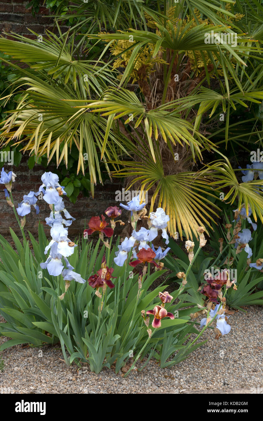 Iris and palm Stock Photo