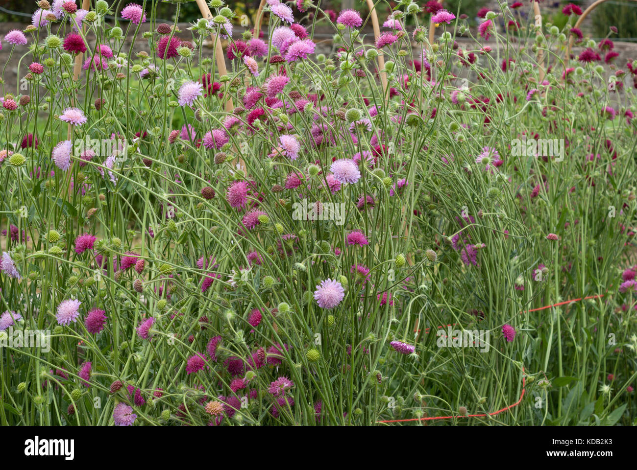 Knautia macedonica Stock Photo