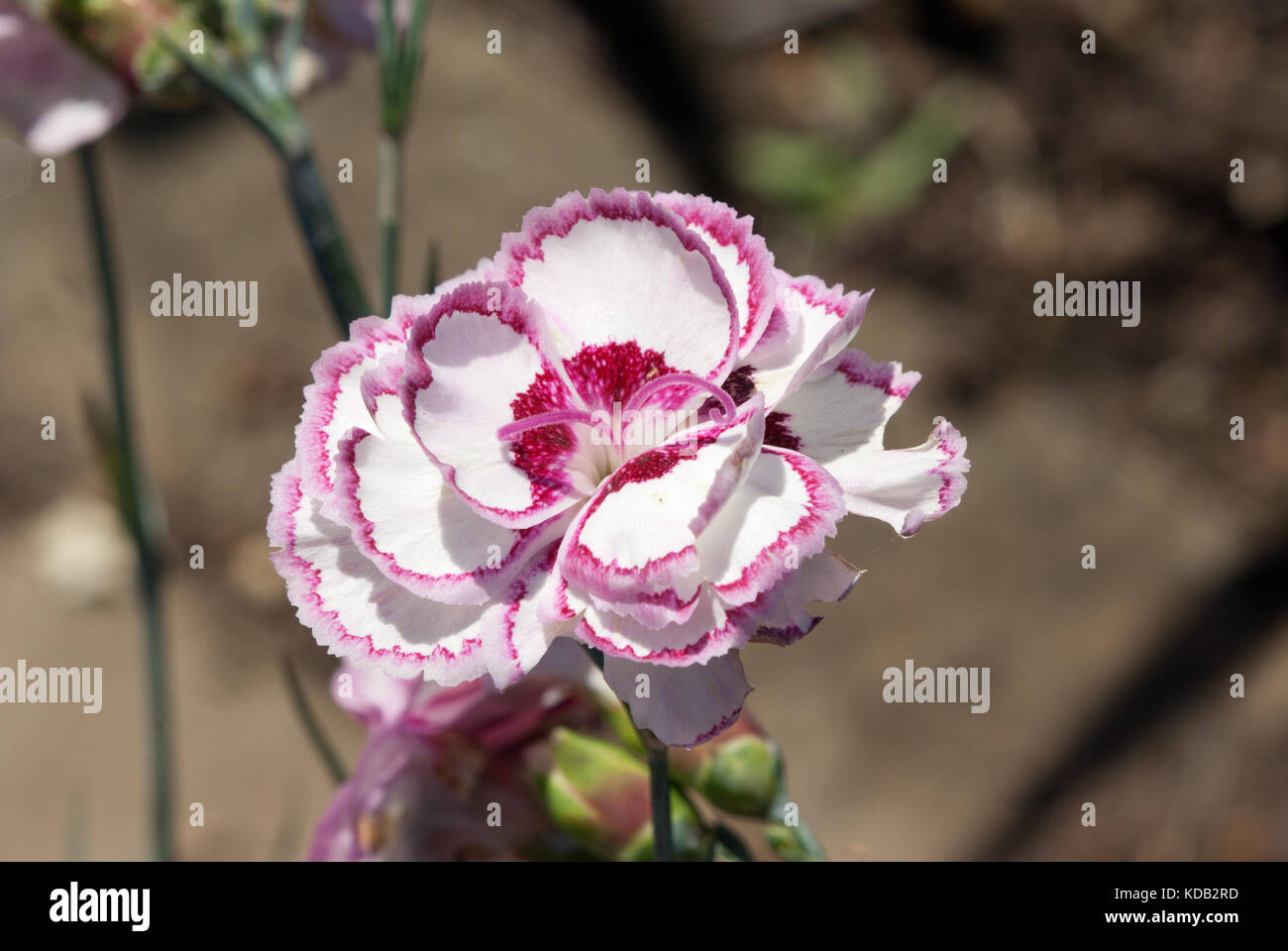 Dianthus Grans Favourite Stock Photo