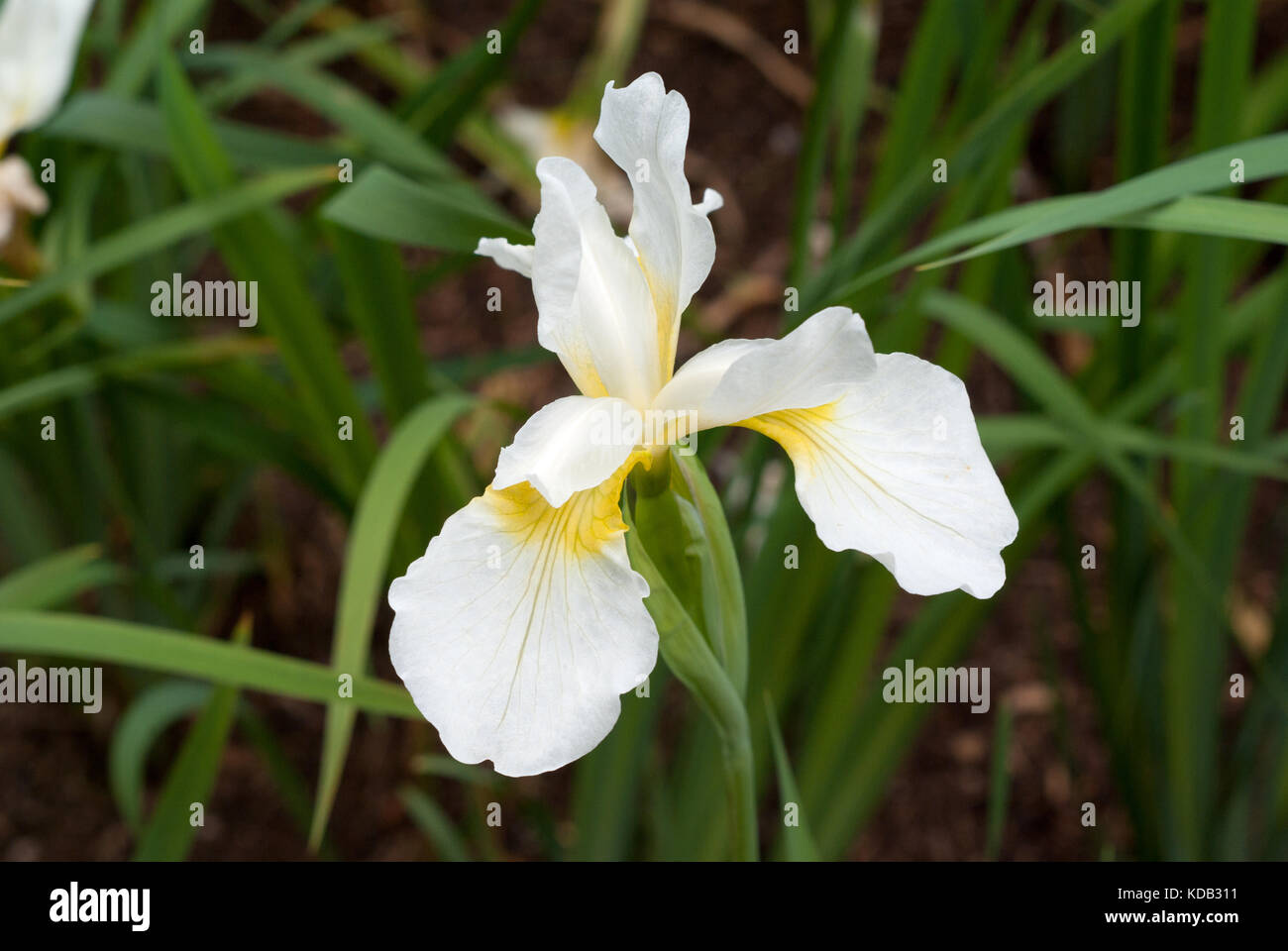 Iris sanguinea 'Snow Queen' Stock Photo