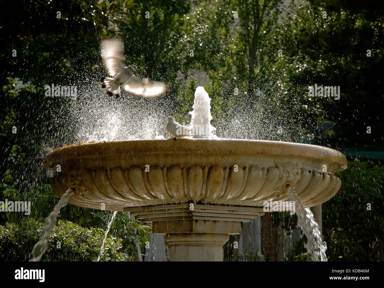 Alameda Apodaca (1926) - fountain, Cadiz, Region of Andalusia, Spain, Europe Stock Photo
