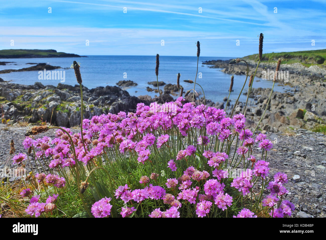 Sea Pinks, Cahermore, County Cork, Ireland - John Gollop Stock Photo