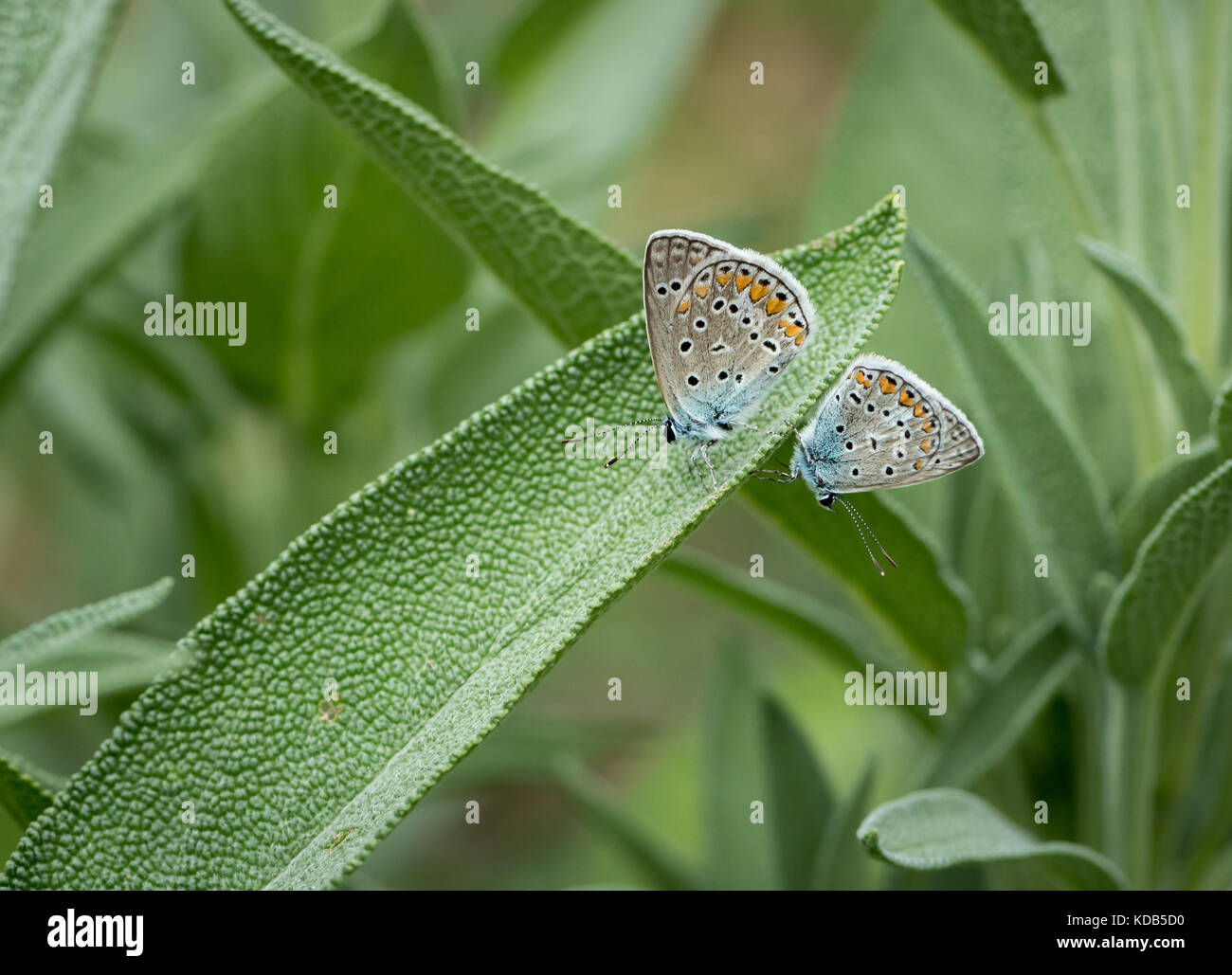 Two gossamer-winged butterflies on salvia Stock Photo