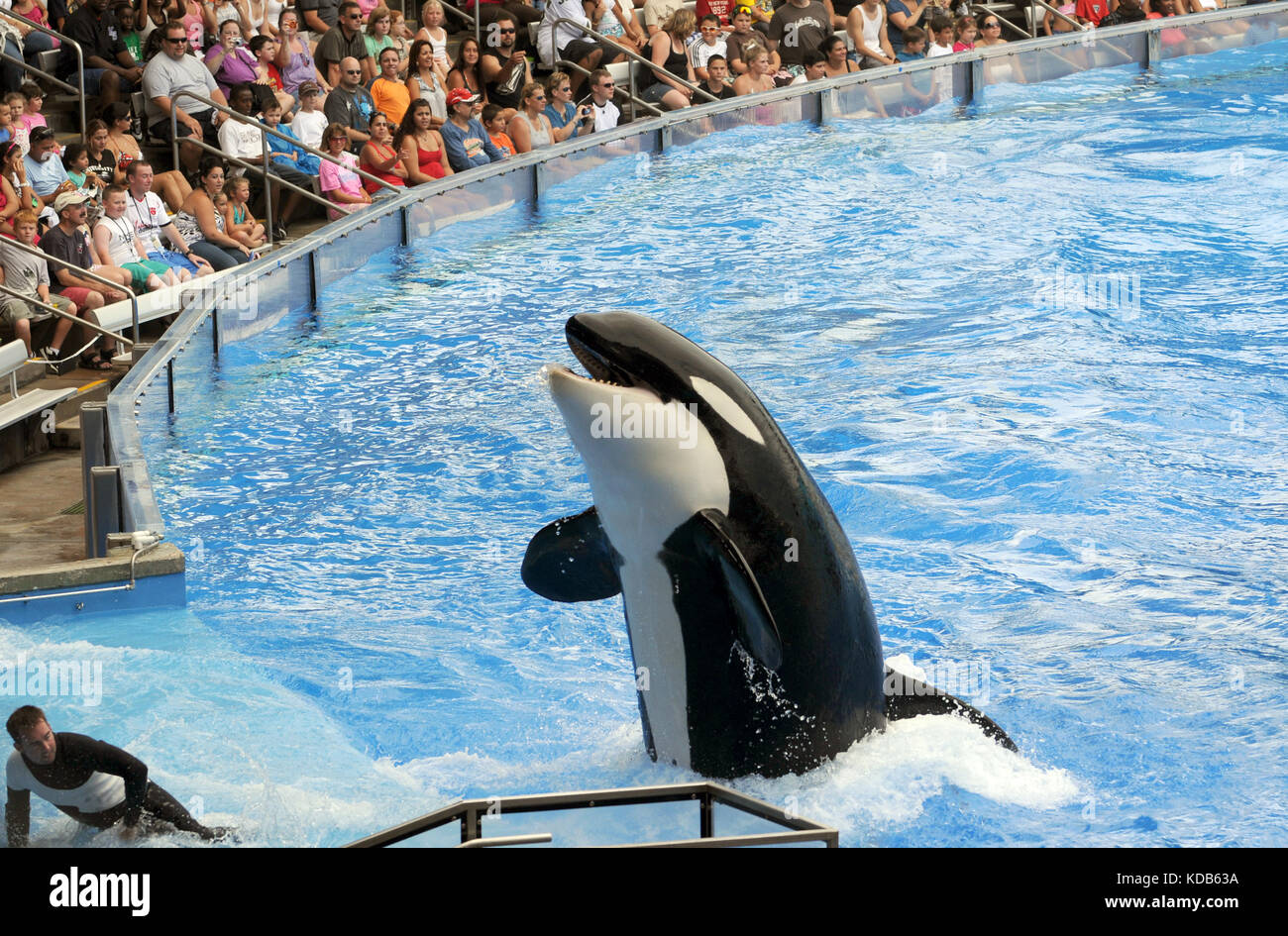 ORLANDO - FEBRUARY 25: SeaWorld trainer dies in killer whale attack in Orlando. Pictured: Killer whale greets visitors during show Stock Photo