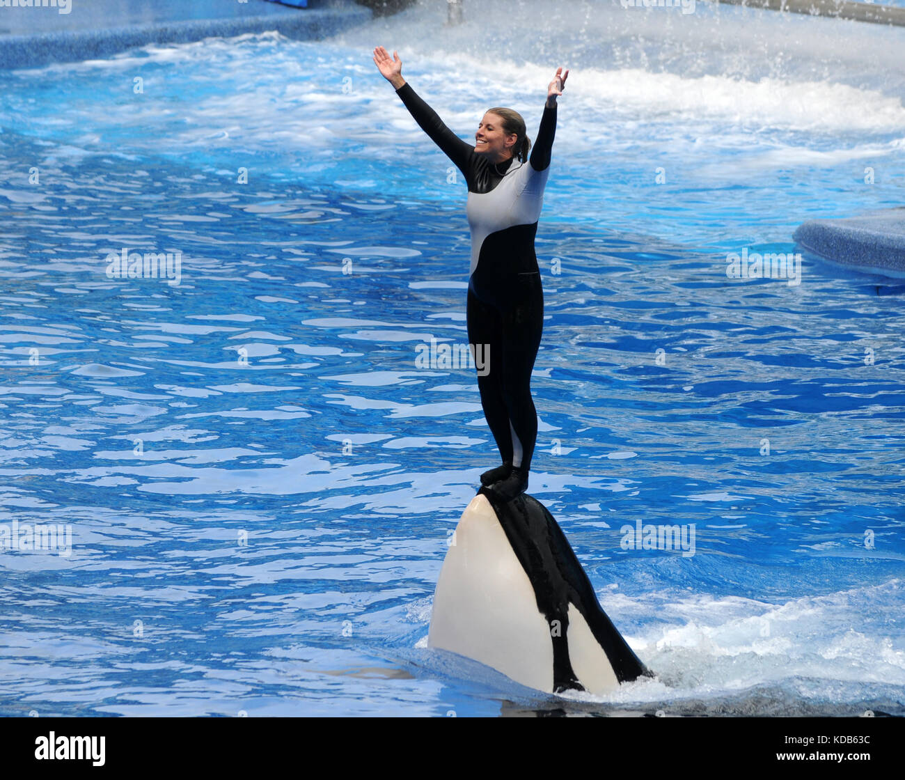 ORLANDO, FEBRUARY 25, 2009: SeaWorld trainer dies in killer whale attack in Orlando. Pictured: Killer whale trainer greets visitors during show Stock Photo