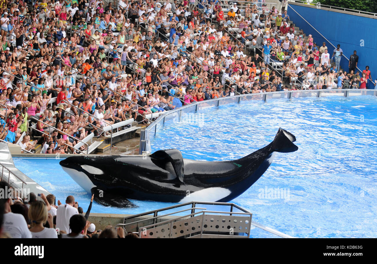 ORLANDO - FEBRUARY 25: SeaWorld trainer dies in killer whale attack in Orlando. Pictured: Killer whale greets visitors during show at Sea World, Orlan Stock Photo