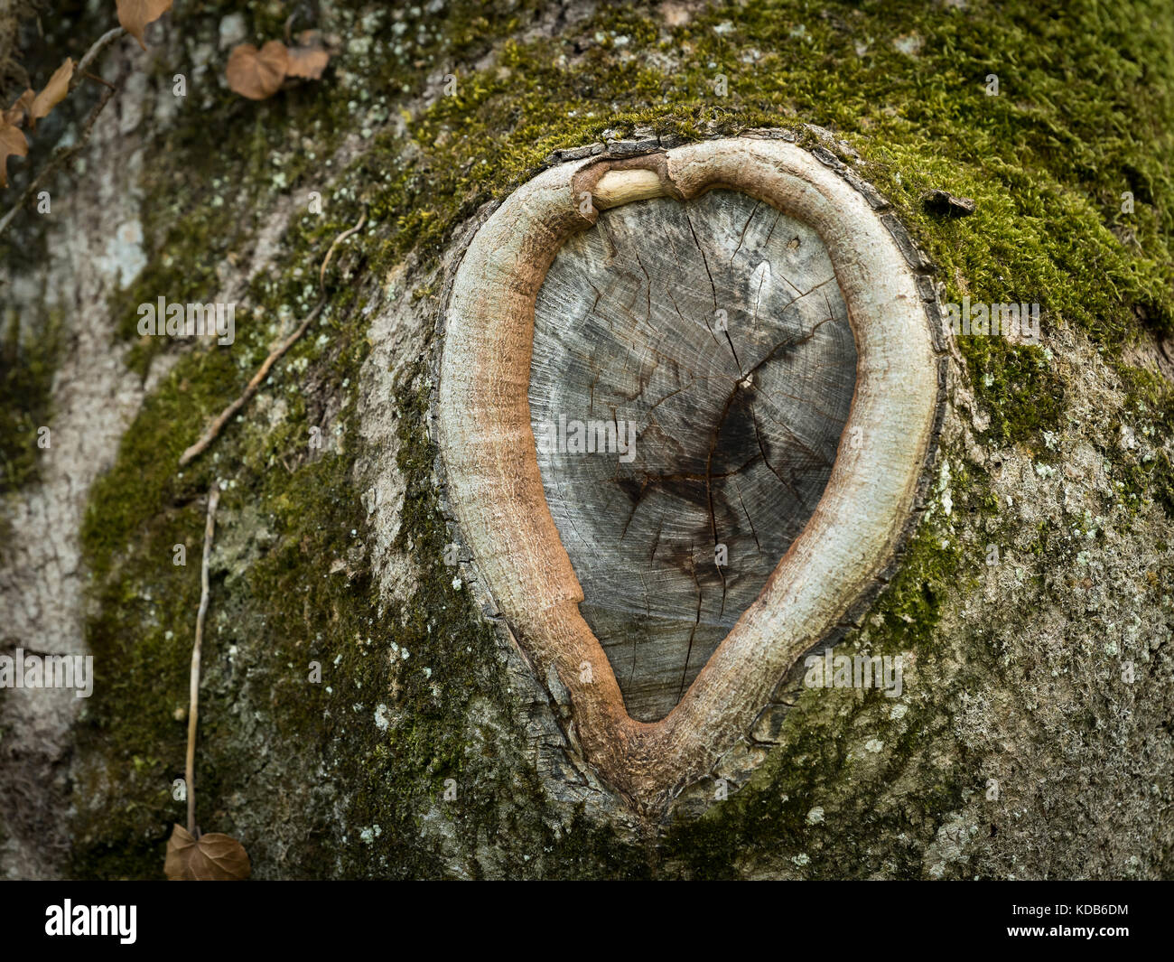 Closeup of a knothole of an old tree in the shape of a heart Stock Photo