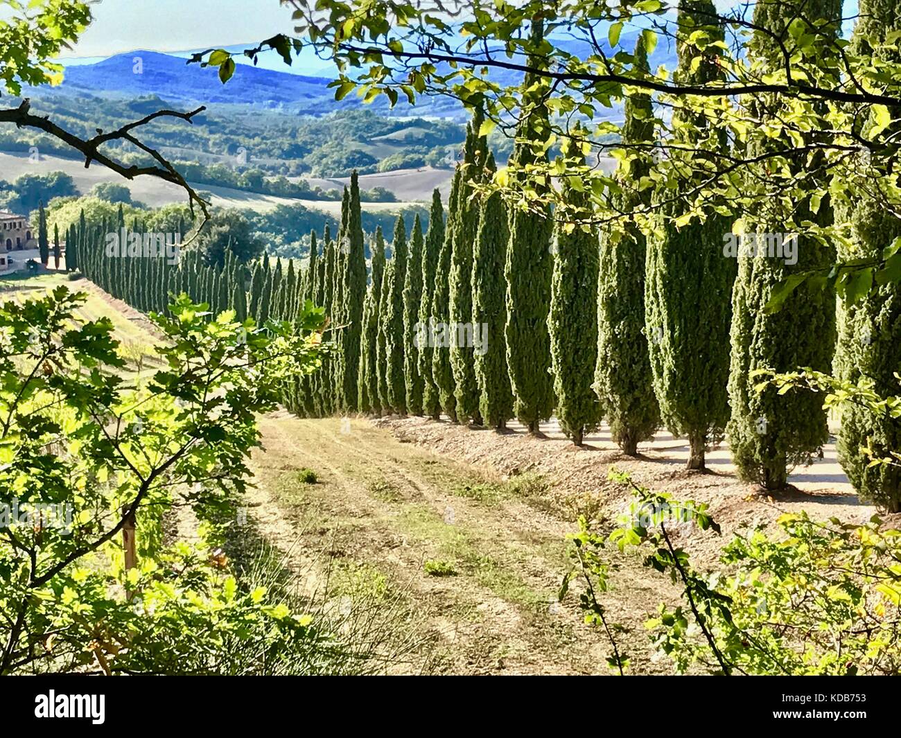 Typical landscape in Tuscany, Italy with cypress trees and hills with ...
