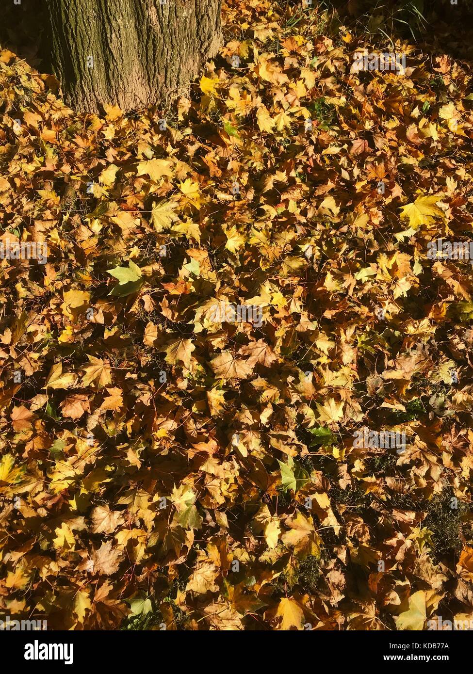 Dry fallen autumn leaves around a tree on the ground Stock Photo - Alamy