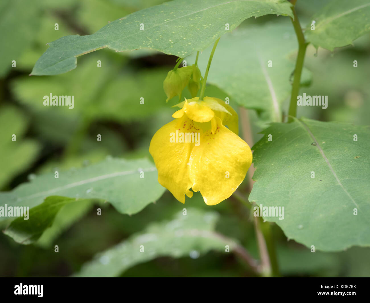 Flower closeup of a touch-me-not balsam (Impatiens noli-tangere) green leaves Stock Photo