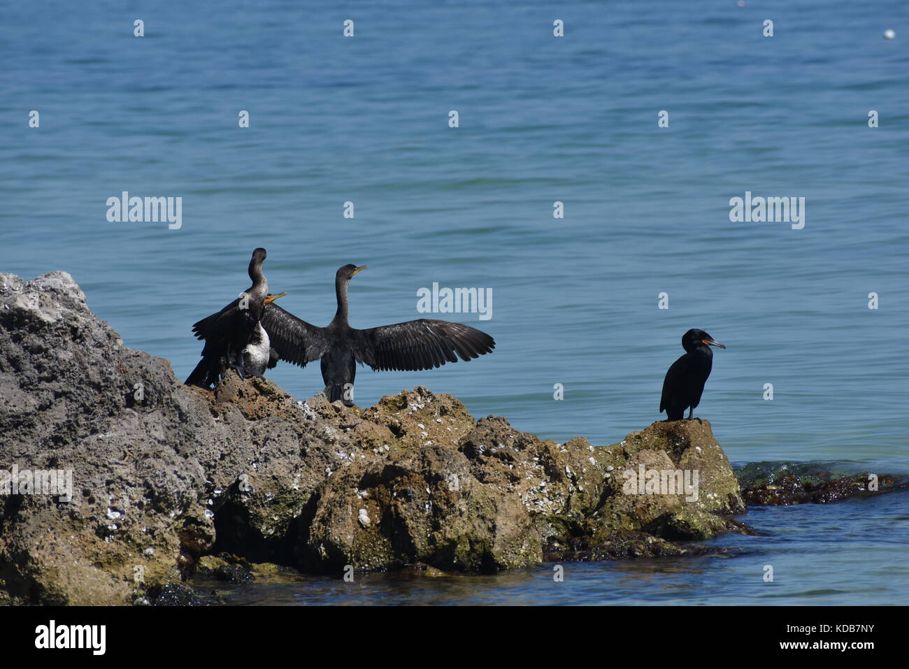 Cormorant birds on rocks with spread wings on Anna Maria Island Florida Stock Photo