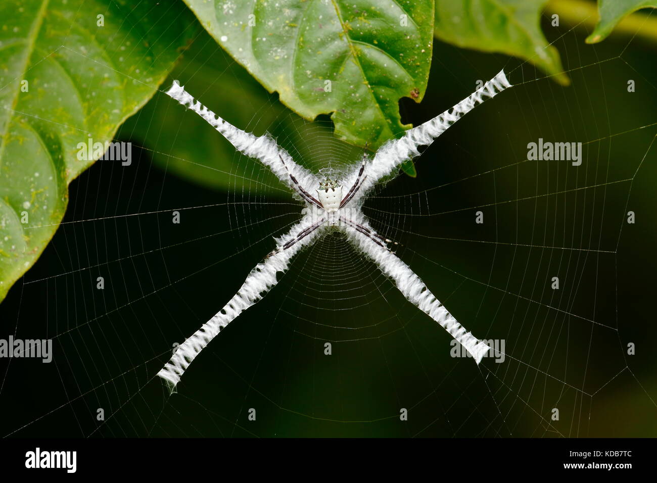A Silvery Tropical Orb-weaving Spider on its cross web. Stock Photo