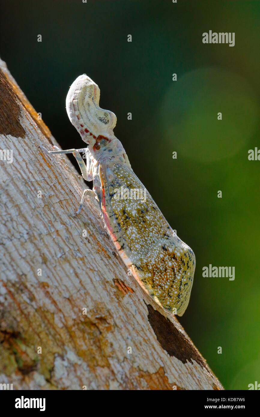 A lantern bug, fulgora lanternaria, resting on a tree trunk. Stock Photo