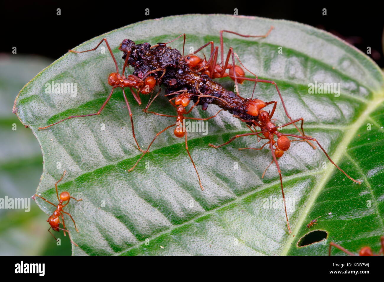 Leafcutter ants in a Costa Rican forest. Stock Photo
