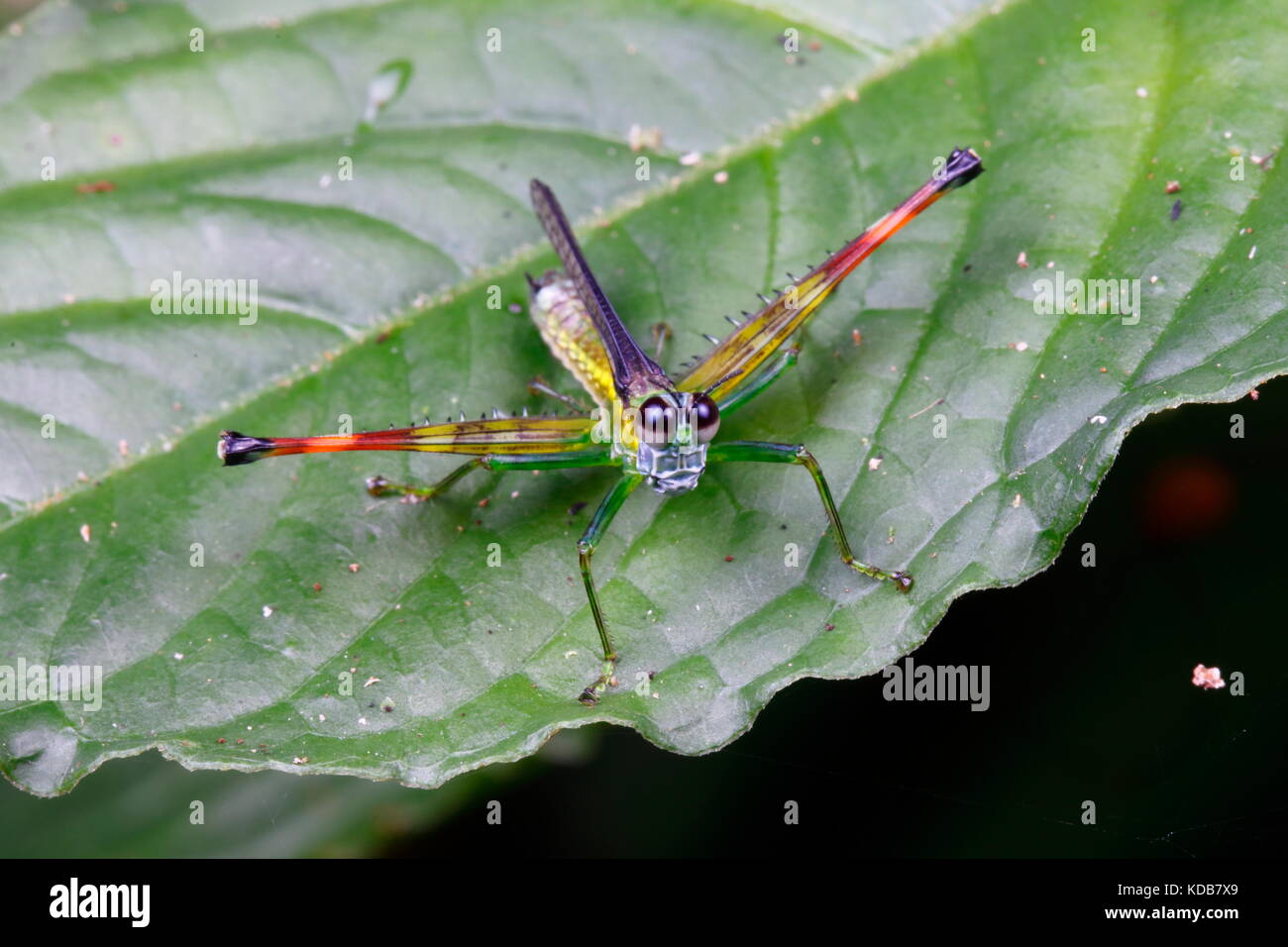 A Monkey Grasshopper, Eumastacidae, perched on a leaf. Stock Photo