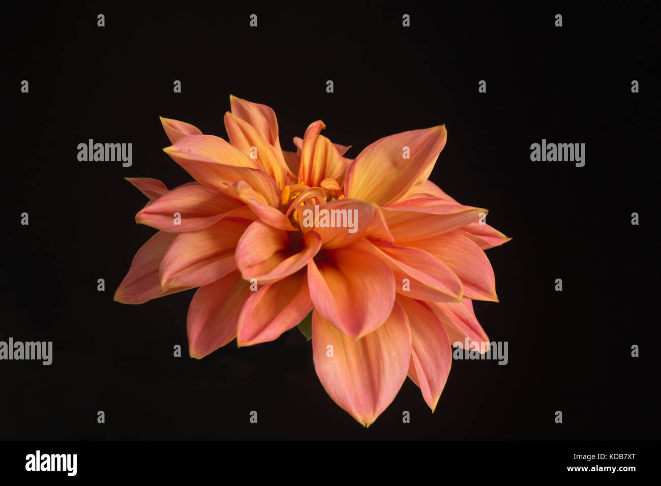 A single, double-flowered blossom of a beautiful dahlia isolated against a black background. Stock Photo