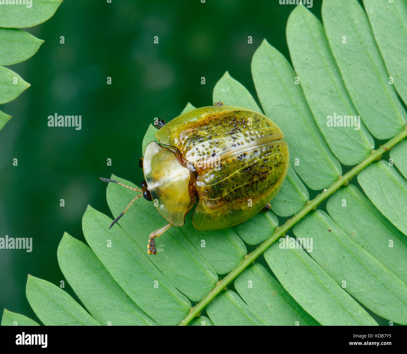 A green tortoise beetle crawling on a fern. Stock Photo