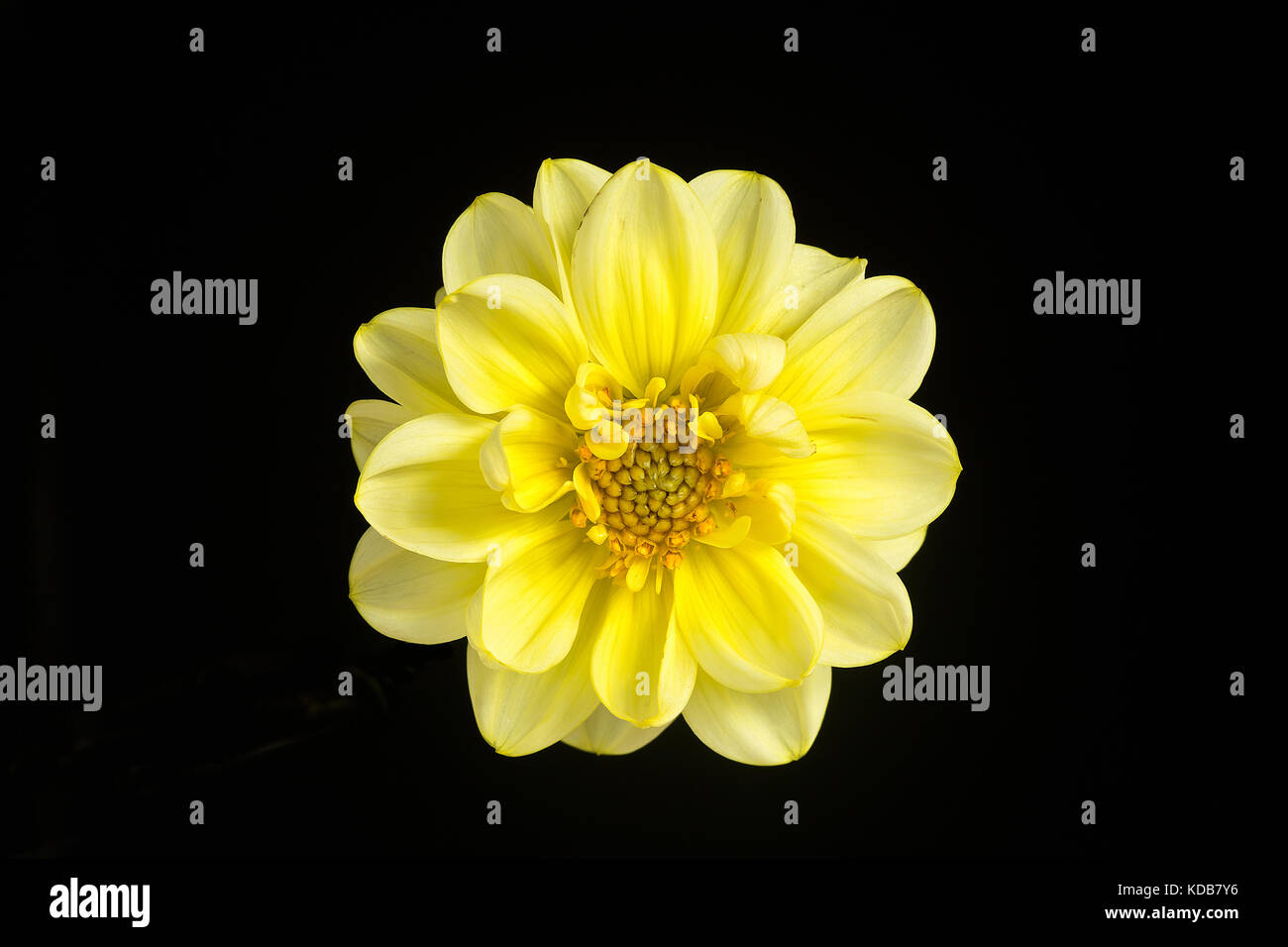 A single flower of a beautiful yellow dahlia isolated against a black background. Stock Photo